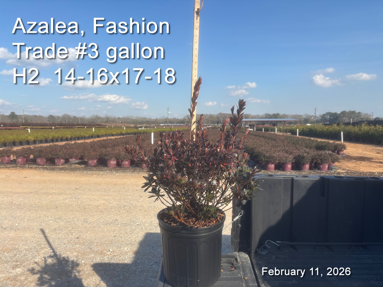 gallery/fash3t h2 feb11.jpg